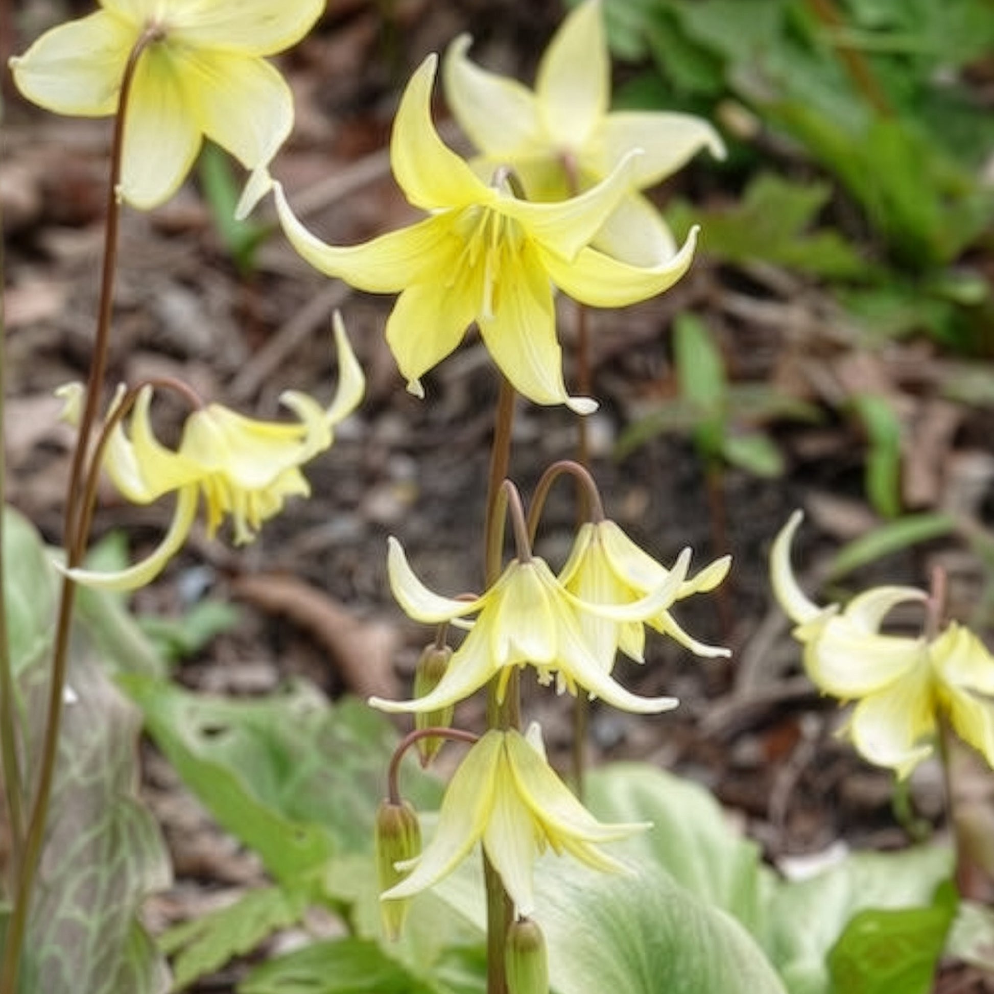 Voorjaarsbloeiers - Pagode erythronium - Erythronium 'pagoda'