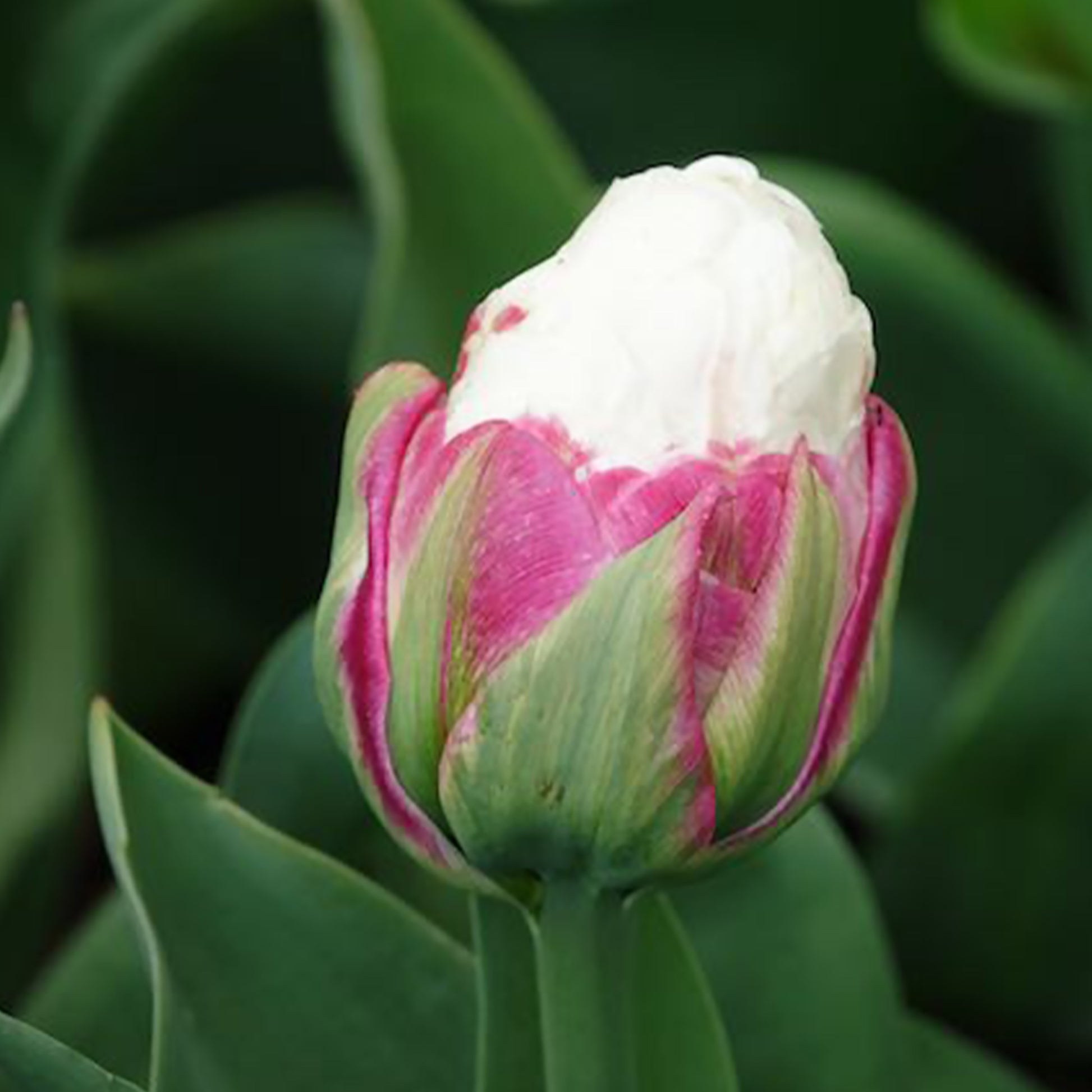 Verkoop Dubbele IJsroom tulp (x7) - Tulipa Ice Cream