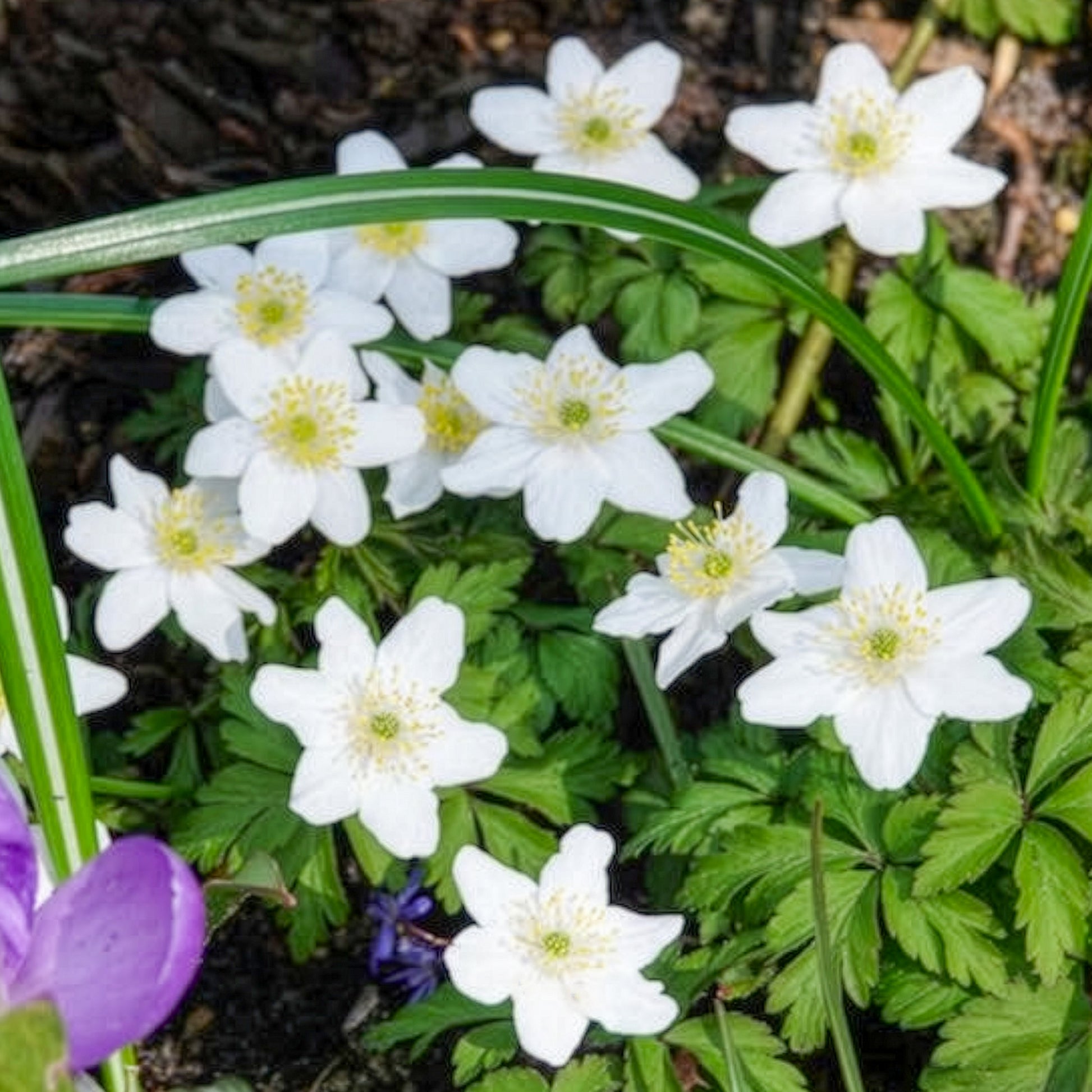 Anemoon - Bosanemoon - Anemone nemorosa