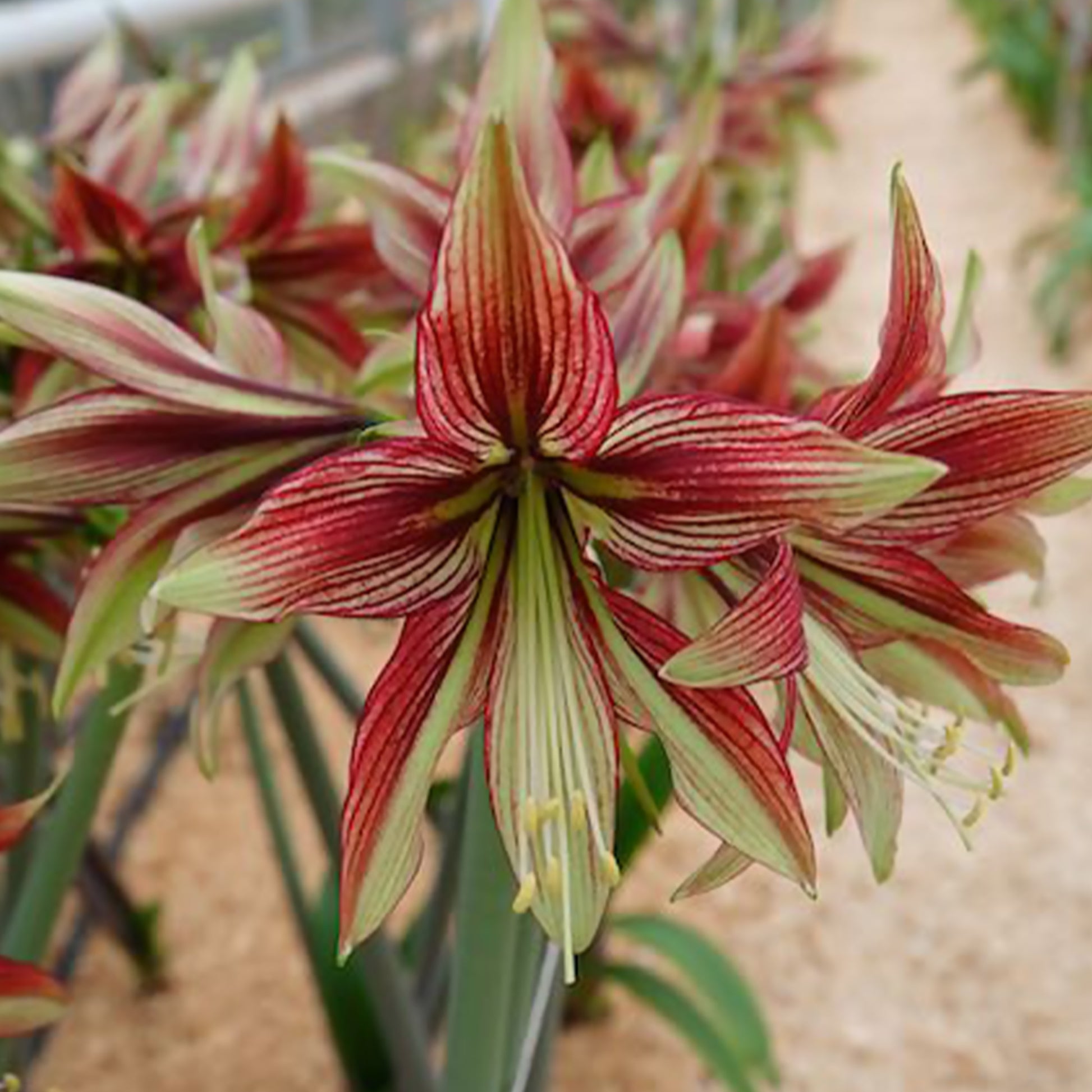 Hippeastrum Mystica - Amaryllis Mystica - Amaryllis