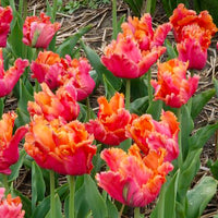 7 Papegaaitulpen Amazing Parrot - Tulpen - Bakker