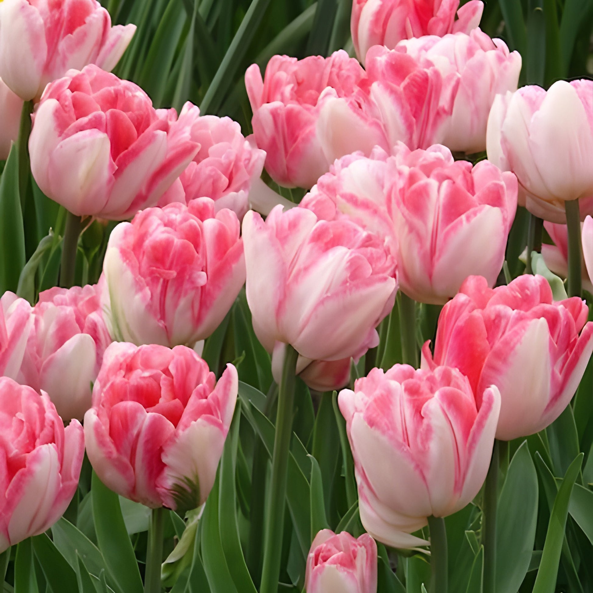 Dubbelbloemige tulp 'Foxtrot' (x10) - Tulpen - Bakker