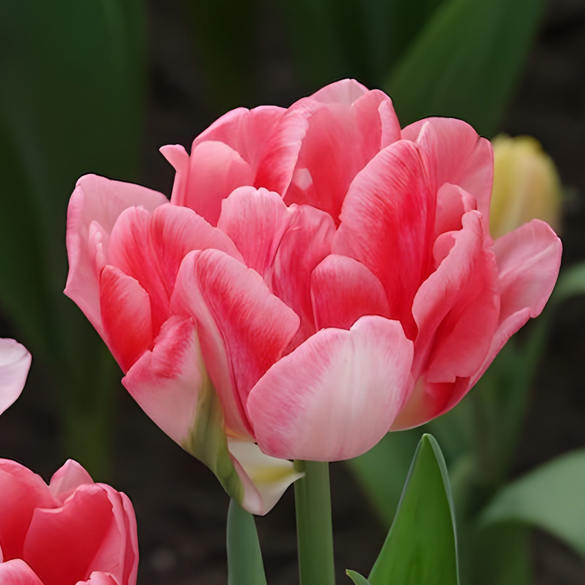 Verkoop Dubbelbloemige tulp 'Foxtrot' (x10)