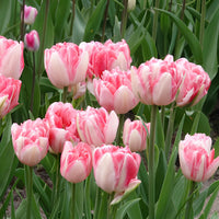 Verkoop Dubbelbloemige tulp 'Foxtrot' (x10) - Tulipa foxtrot