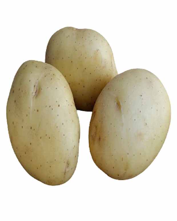 Aardappel 'Vitabella' - BIO - Solanum tuberosum vitabella - Moestuin