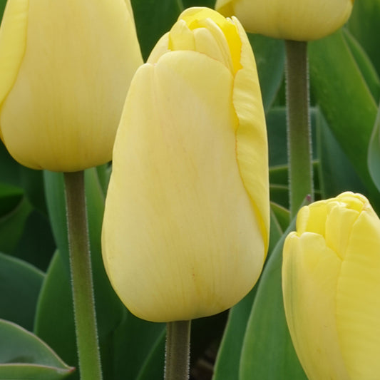 Tulpen Darwin Golden parade - Tulipa 'golden parade'