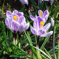 Verkoop Krokus - Grootbloemige krokus 'Pickwick' (x15)