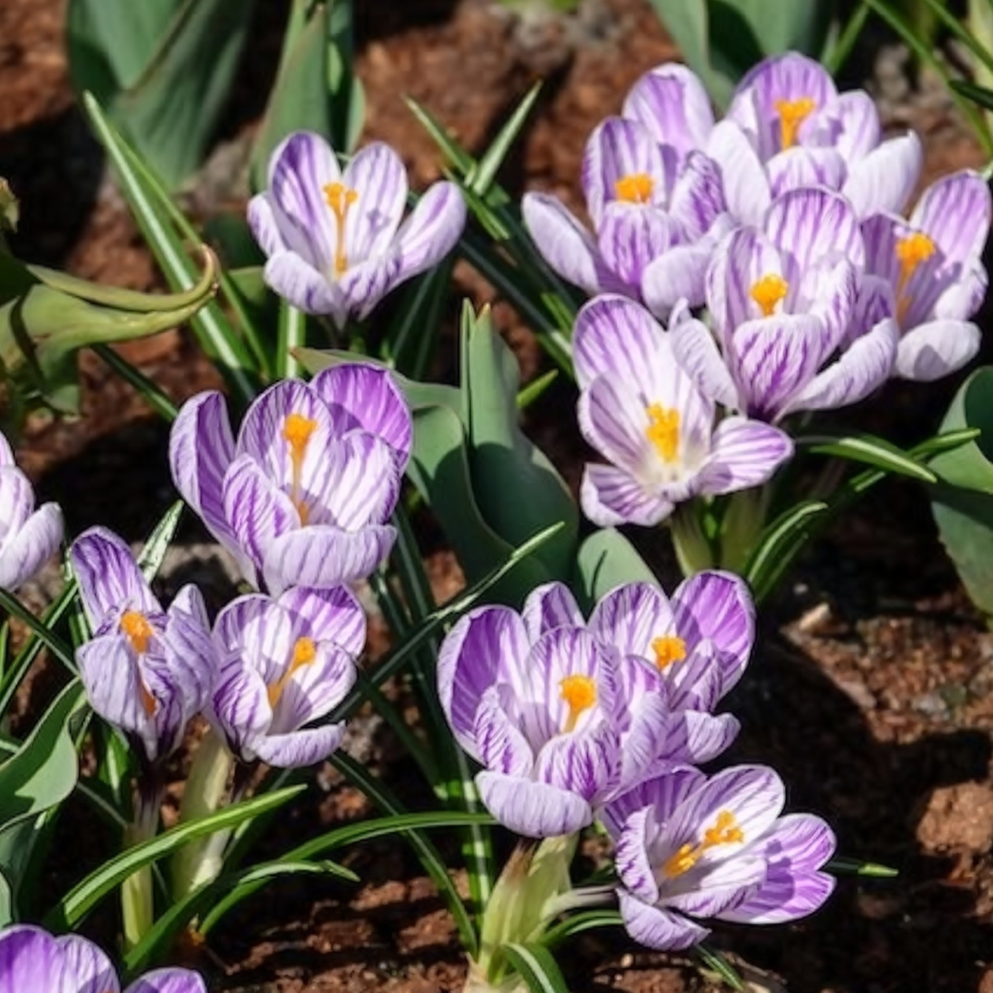 Verkoop Grootbloemige krokus 'Pickwick' (x15)