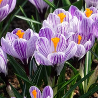 Grootbloemige krokus 'Pickwick' (x15) - Krokus - Bakker