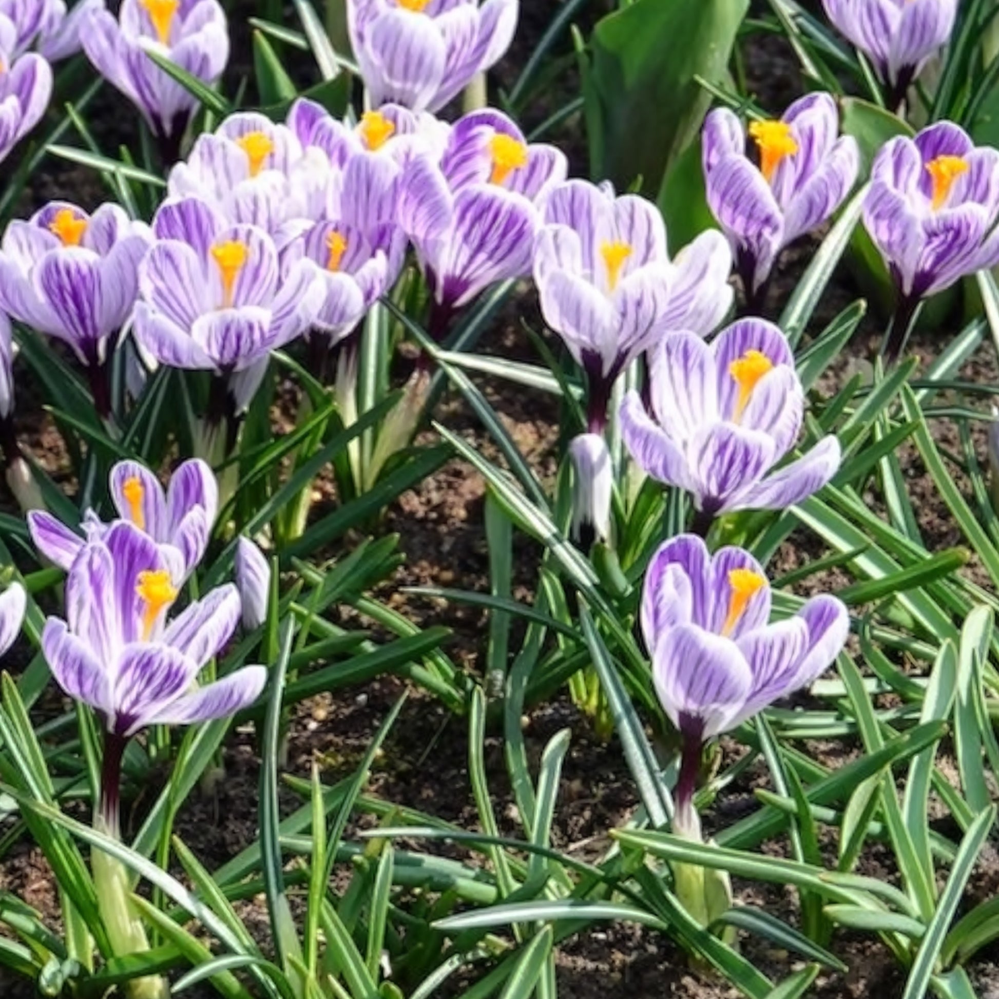 Verkoop Grootbloemige krokus 'Pickwick' (x15) - Krokus