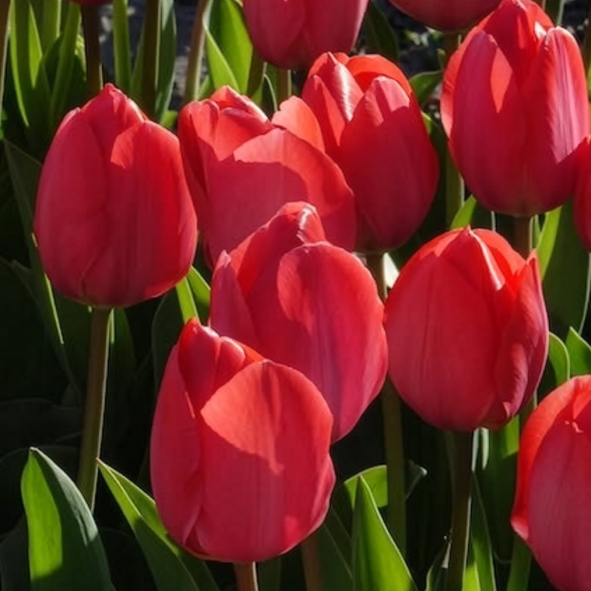 Tulpen - Tulp 'Van Eijk' (x10) - Tulipa Van Eijk
