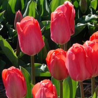 Verkoop Tulp 'Van Eijk' (x10)