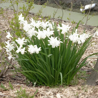Narcissus triandrus Thalia - Narcis 'Thalia' (x7) - Narcissen
