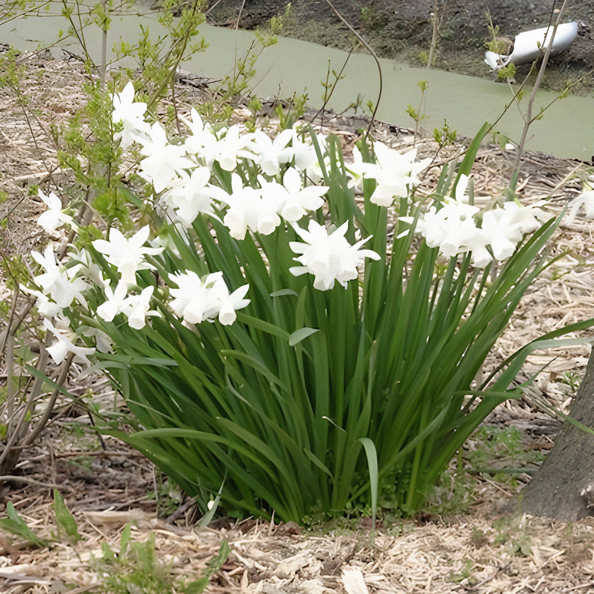 Narcissus triandrus Thalia - Narcis 'Thalia' (x7) - Narcissen