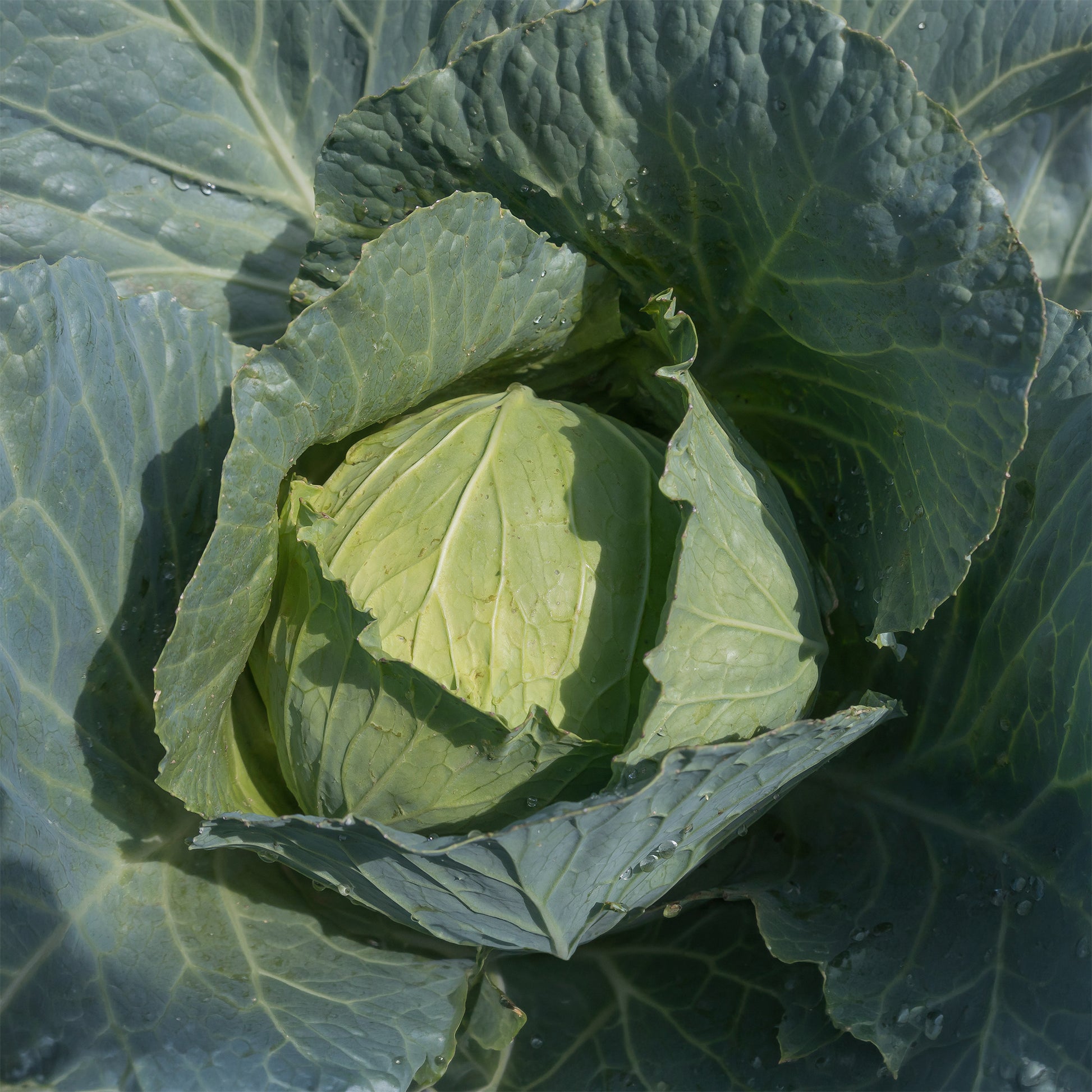 Witte kool Roem van Enkhuizen Bio - Brassica oleracea  capitata roem van enkhuizen 3 - Bakker