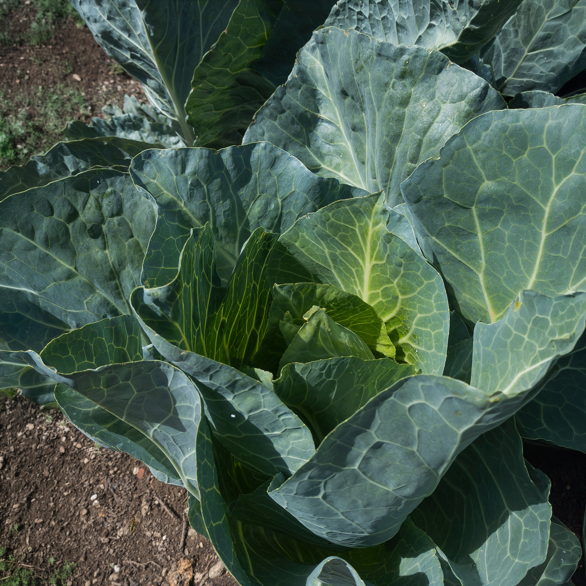 Koolzaden - Witte kool 'Brunswijker' - Brassica oleracea capitata de brunswick