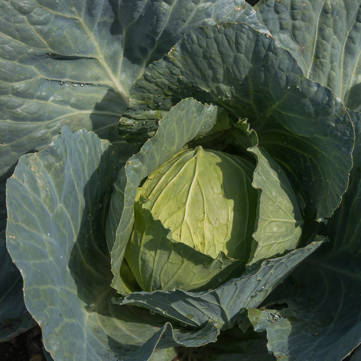 Verkoop Witte kool 'Brunswijker' - Brassica oleracea capitata de brunswick