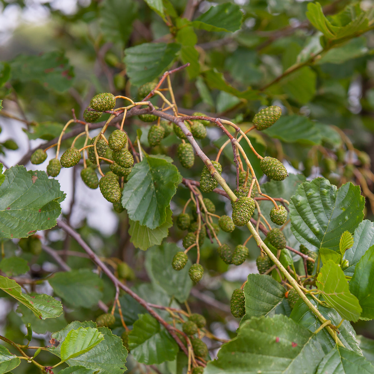 Zwarte els - Alnus glutinosa - Bakker