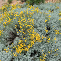 Heiligenbloem - Vaste planten - Bakker