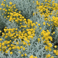 Santolina chamaecyparissus - Heiligenbloem - Vaste planten