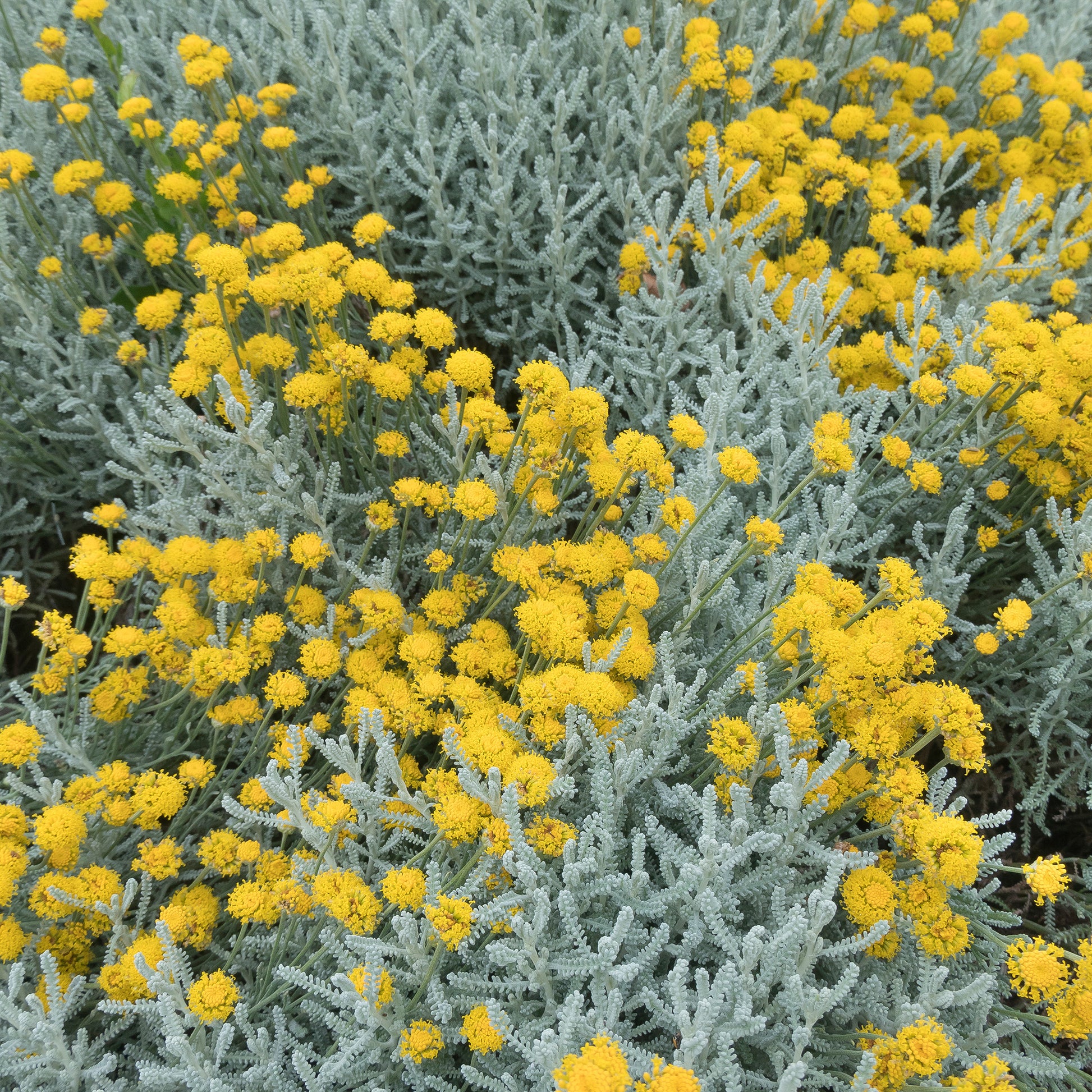 Santolina chamaecyparissus - Heiligenbloem - Vaste planten