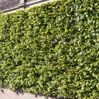 Verkoop Carpinus betulus - Haagbeuk (x10)