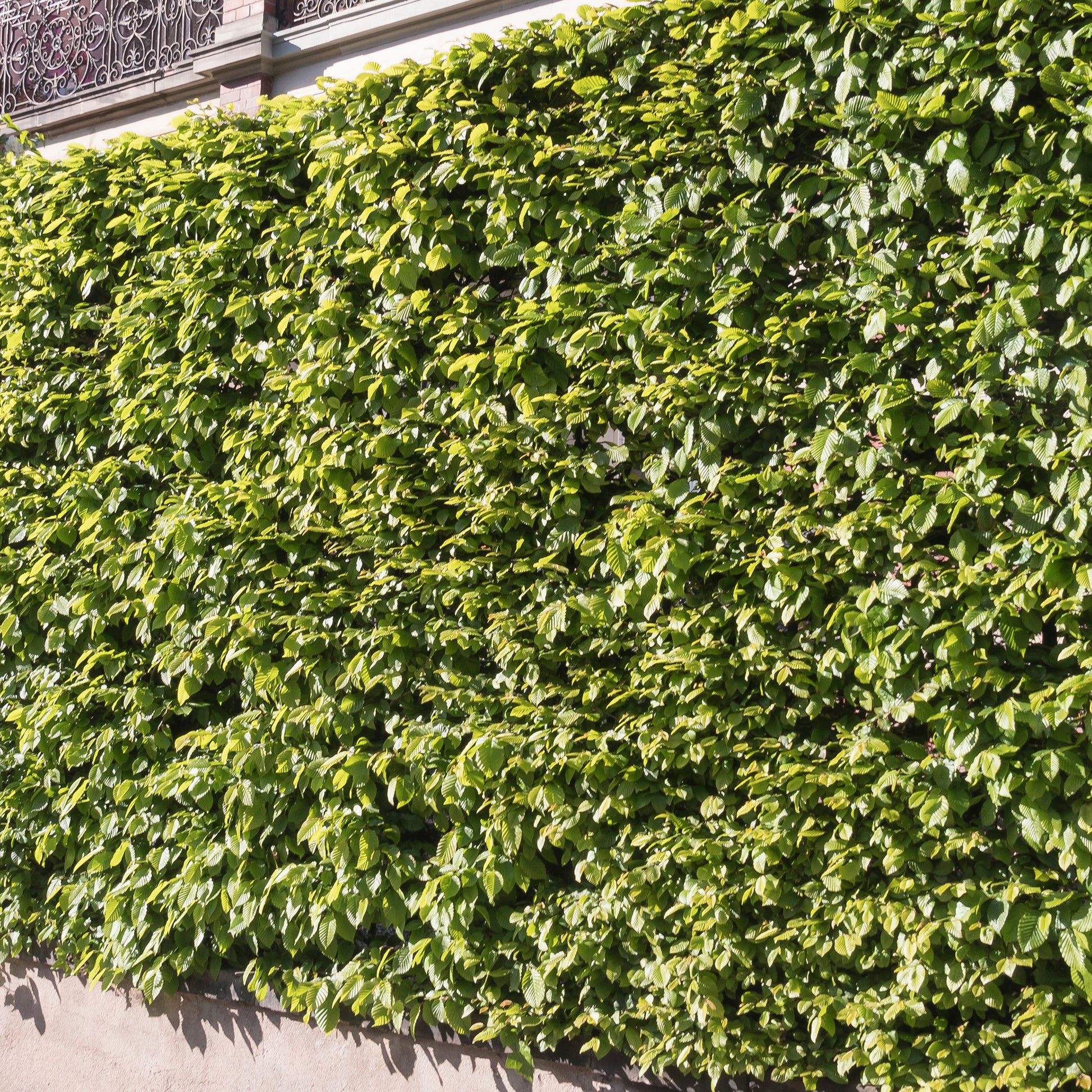 Verkoop Carpinus betulus - Haagbeuk (x10)