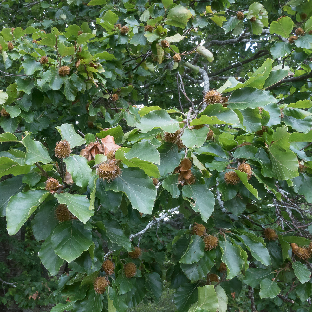Verkoop Beukenhaag #1 - Fagus sylvatica