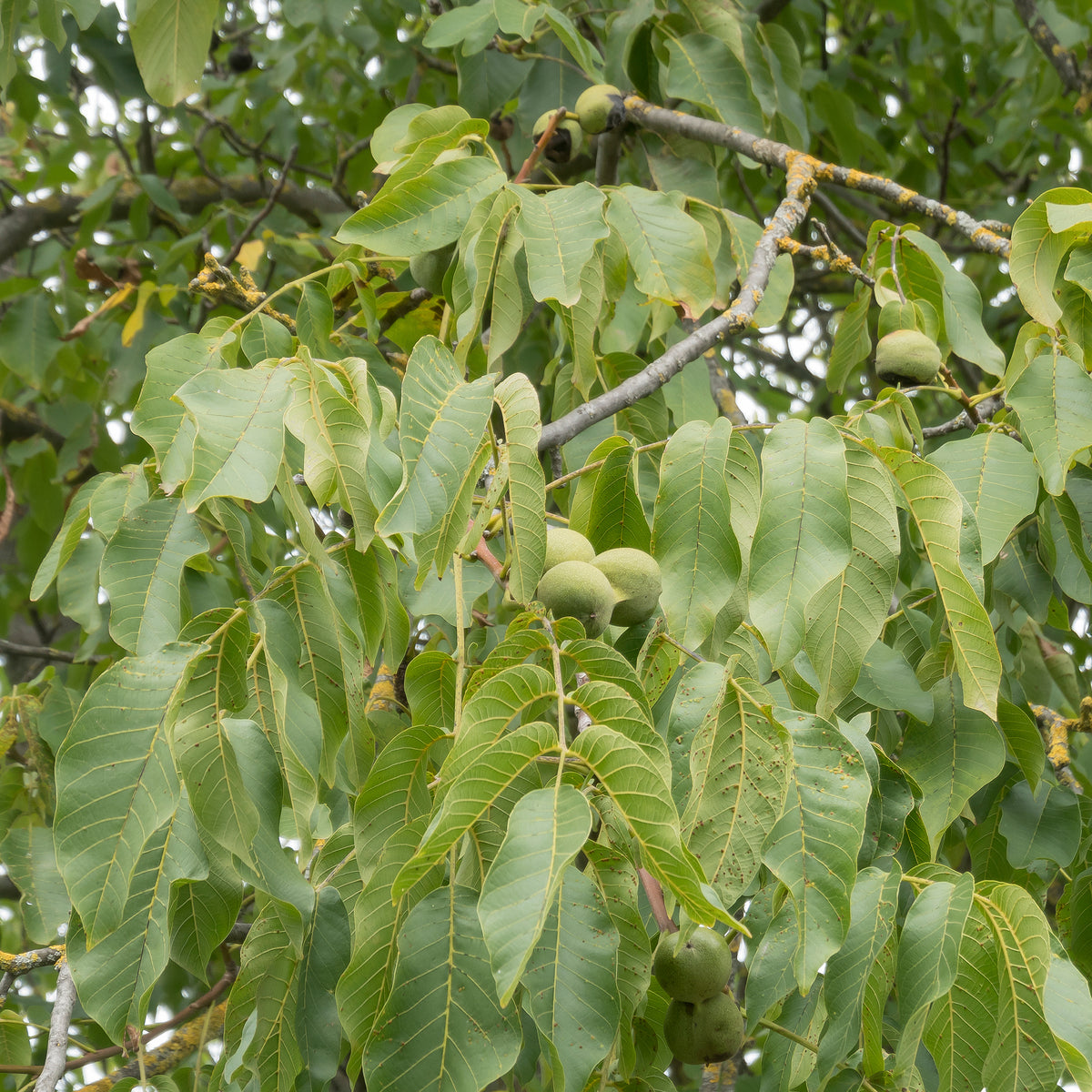 Gewone walnoot Chandler - Juglans regia Chandler - Bakker