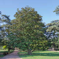 Magnolia grandiflora Alta - Magnolia grandiflora Alta - Bakker