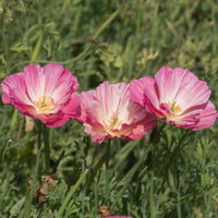 Slaapmutsje 'Thai Silk Appleblossom' - Eenjarige bloemzaden - Bakker