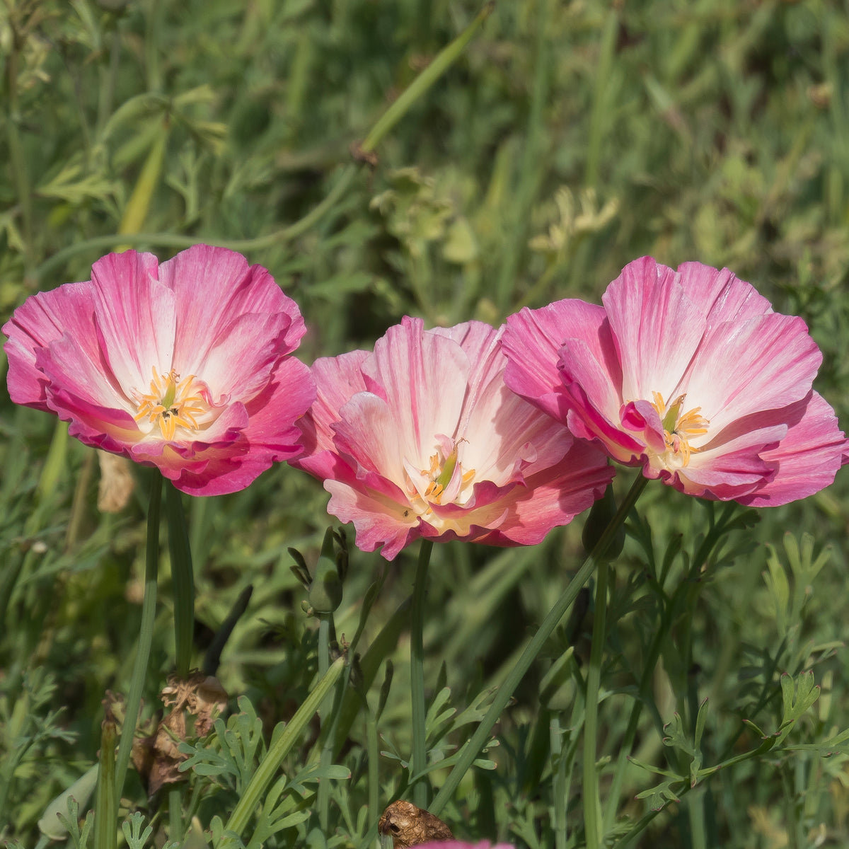 Slaapmutsje 'Thai Silk Appleblossom' - Eenjarige bloemzaden - Bakker