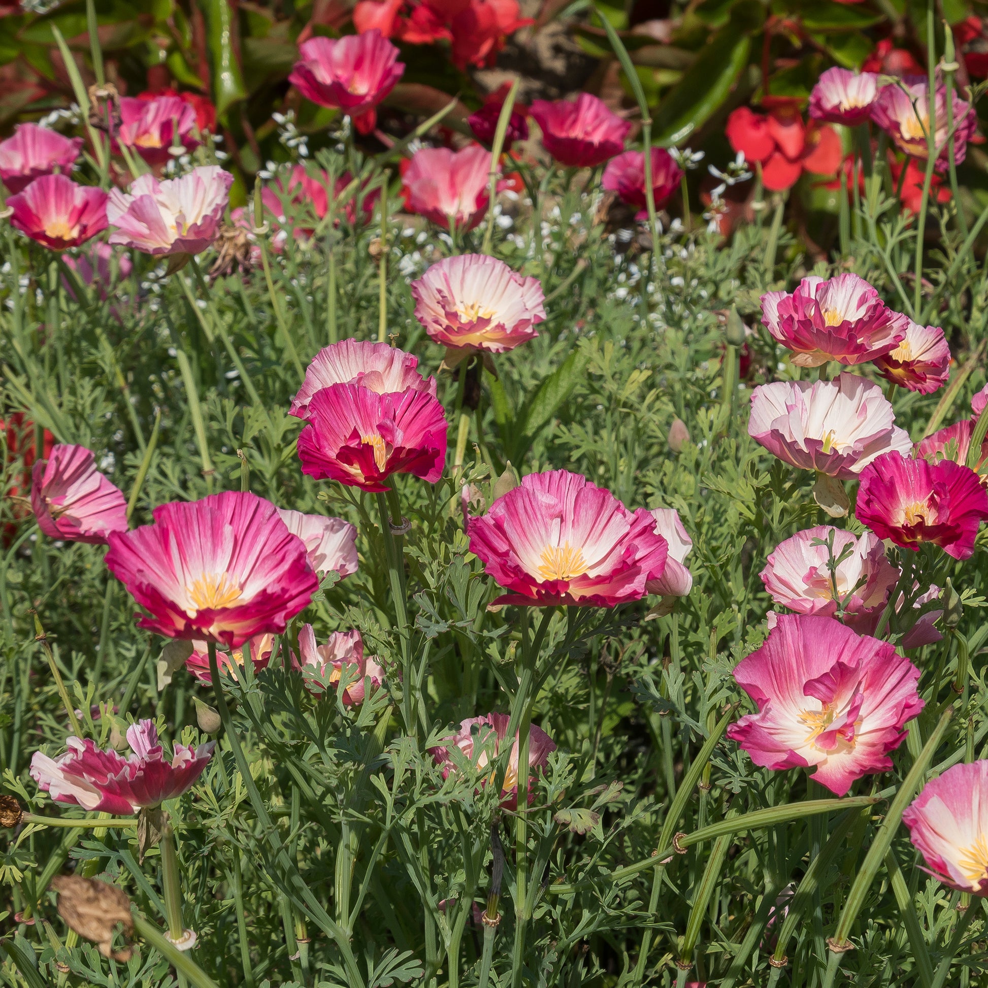 Verkoop Slaapmutsje 'Thai Silk Appleblossom' - Eschscholzia californica 'Thai Silk Appleblossom Chiffon imp.'