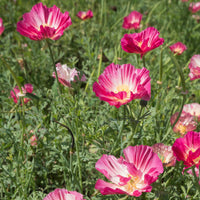 Verkoop Slaapmutsje 'Thai Silk Appleblossom'