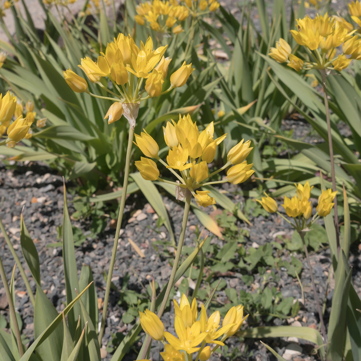Goudlook - Allium - Bakker