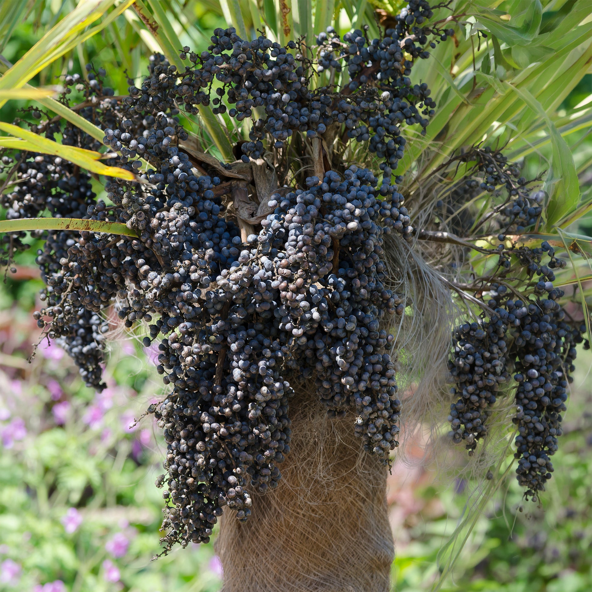Chinese waaierpalm - Palmen - Bakker