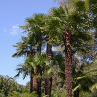 Verkoop Palmen - Chinese waaierpalm