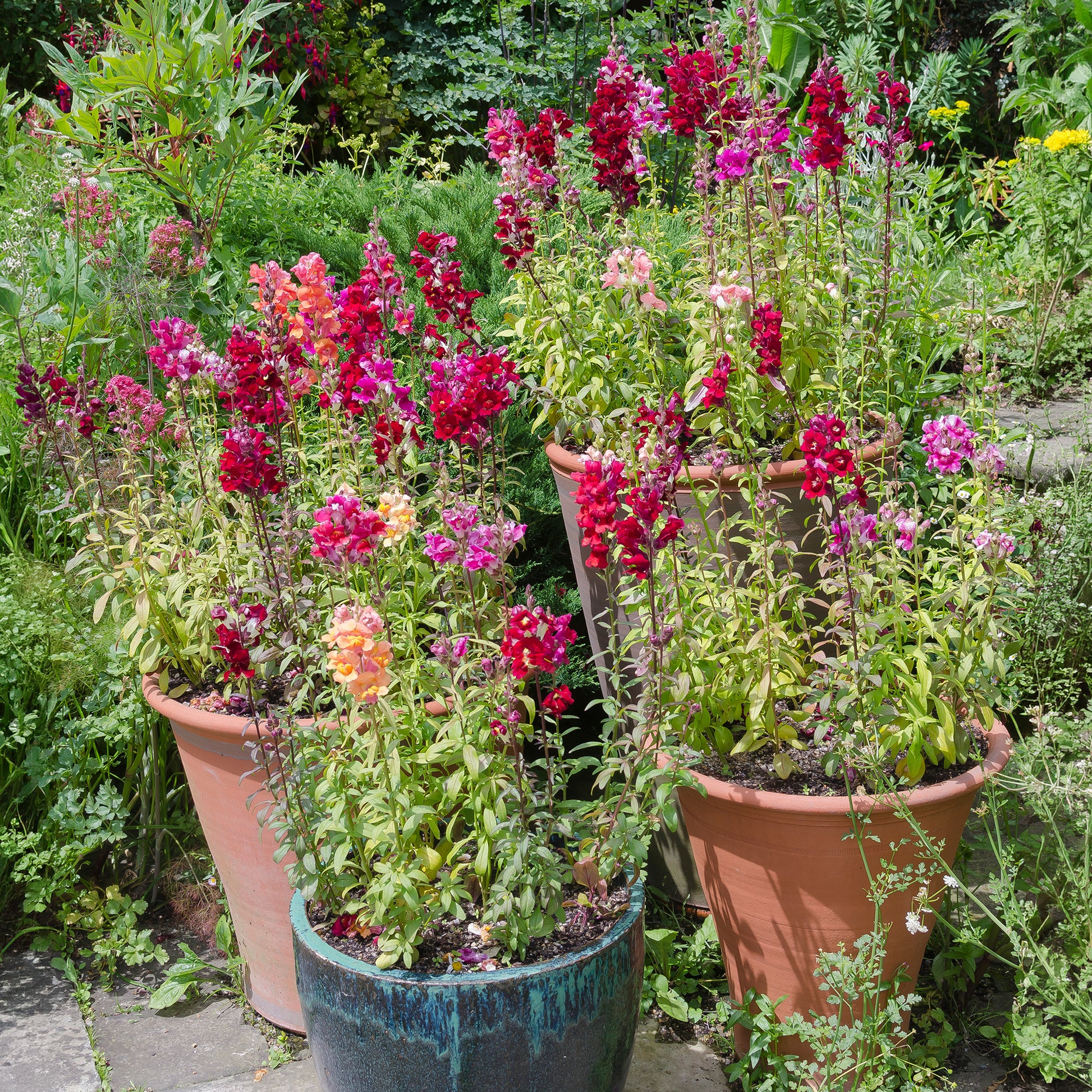 Leeuwenbek Mix 'Majestic' - Antirrhinum majus - Bakker