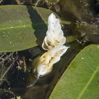 Water vanille - Alle vijverplanten - Bakker
