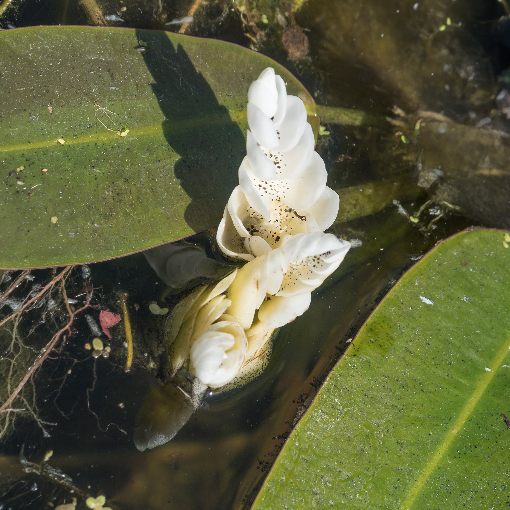 Water vanille - Alle vijverplanten - Bakker