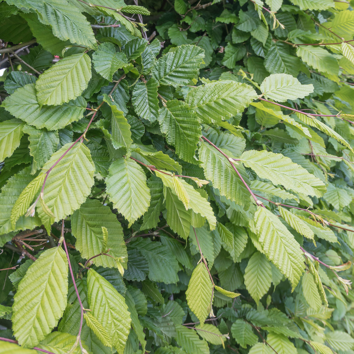 Carpinus betulus - Haagbeuk - Haagbeuk