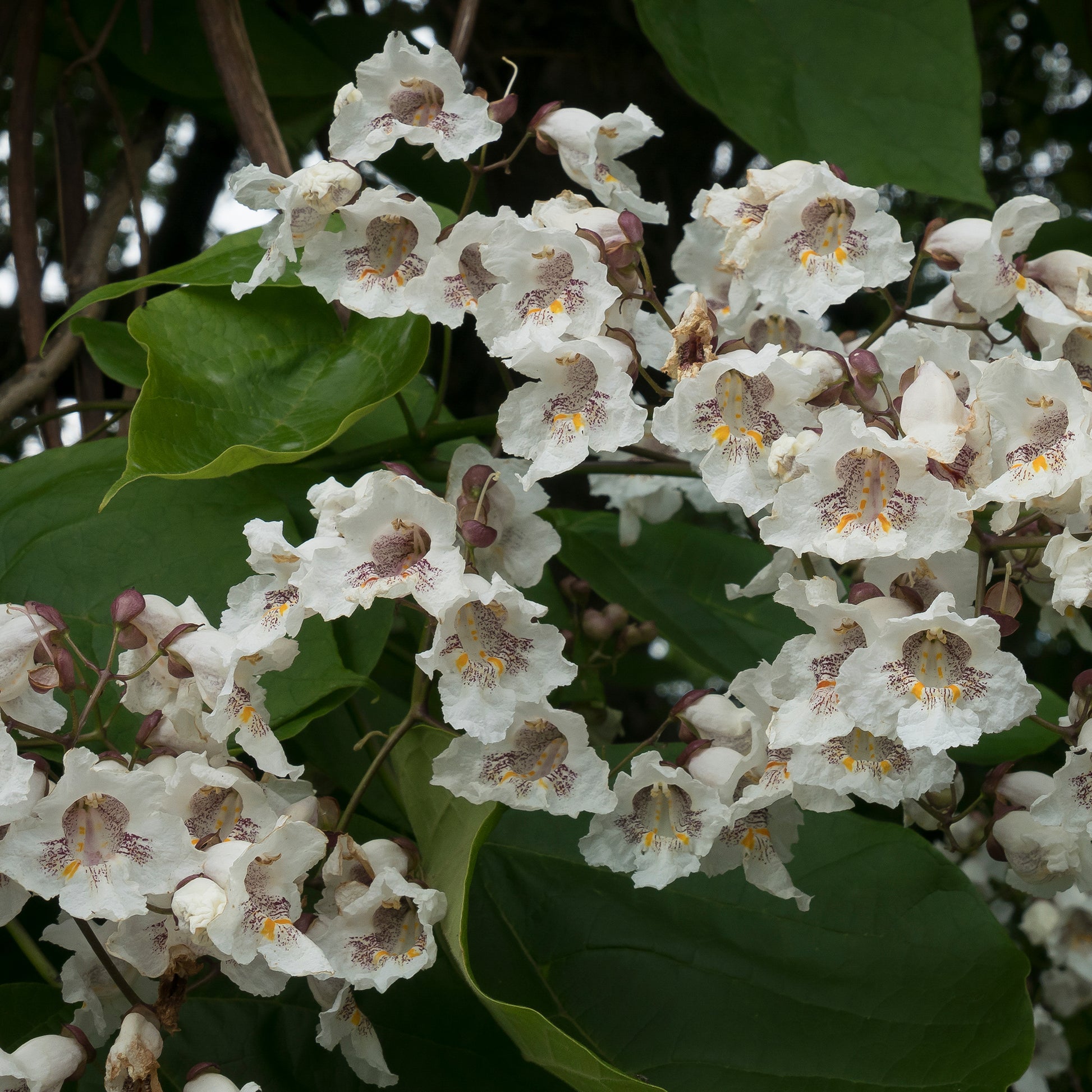 Trompetboom - Catalpa - Catalpa - Catalpa bignonioides