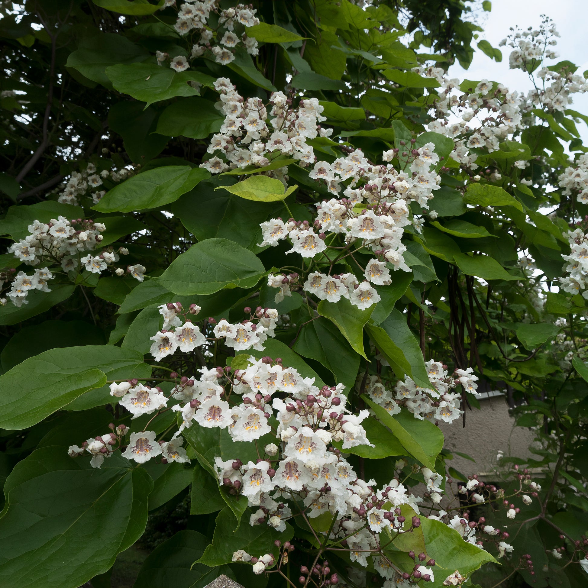 Verkoop Catalpa - Catalpa bignonioides