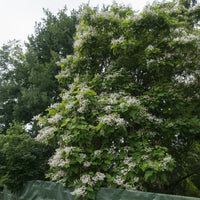 Verkoop Catalpa