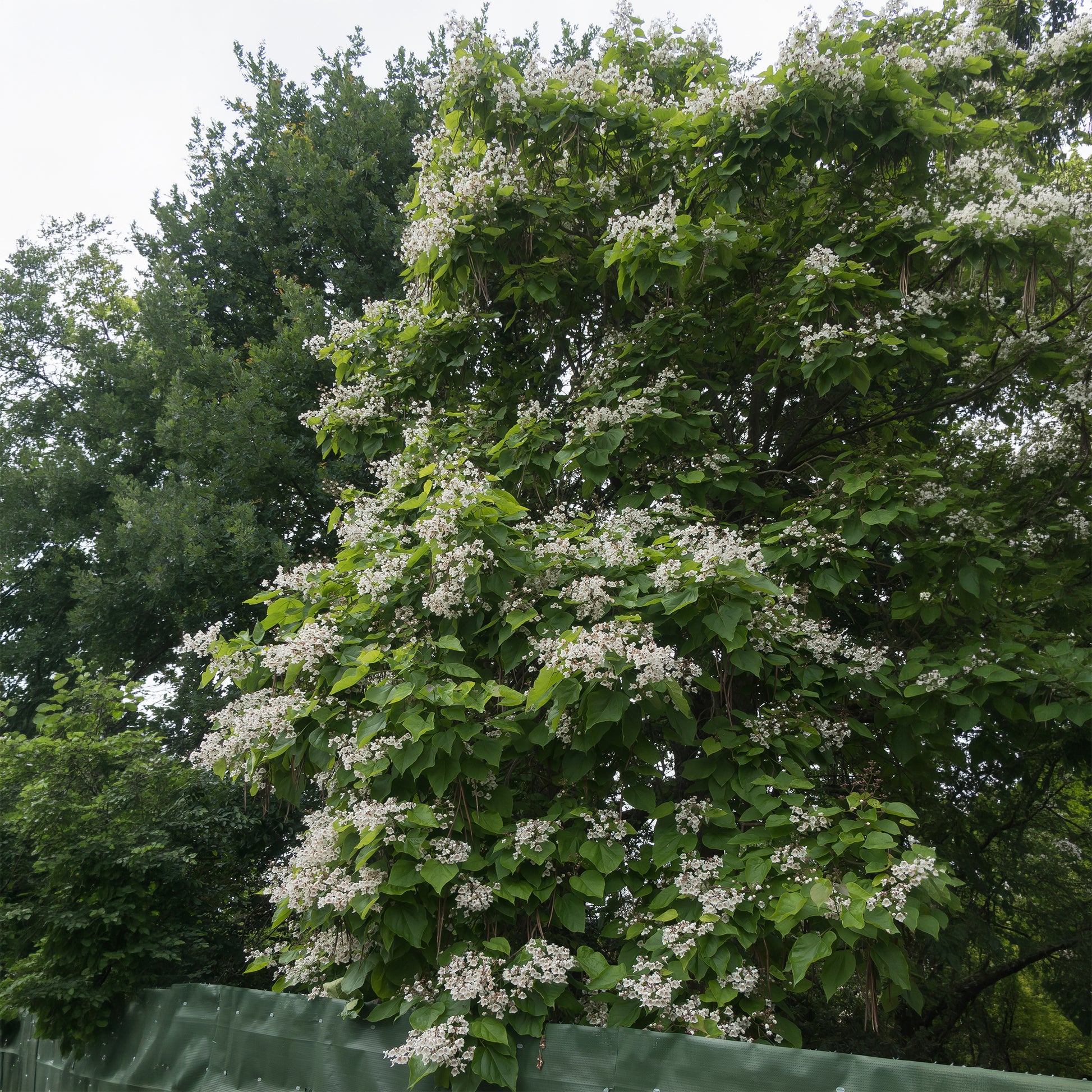 Verkoop Catalpa