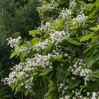 Catalpa - Trompetboom - Catalpa - Bakker