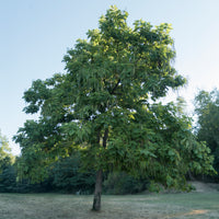 Verkoop Catalpa - Trompetboom - Catalpa