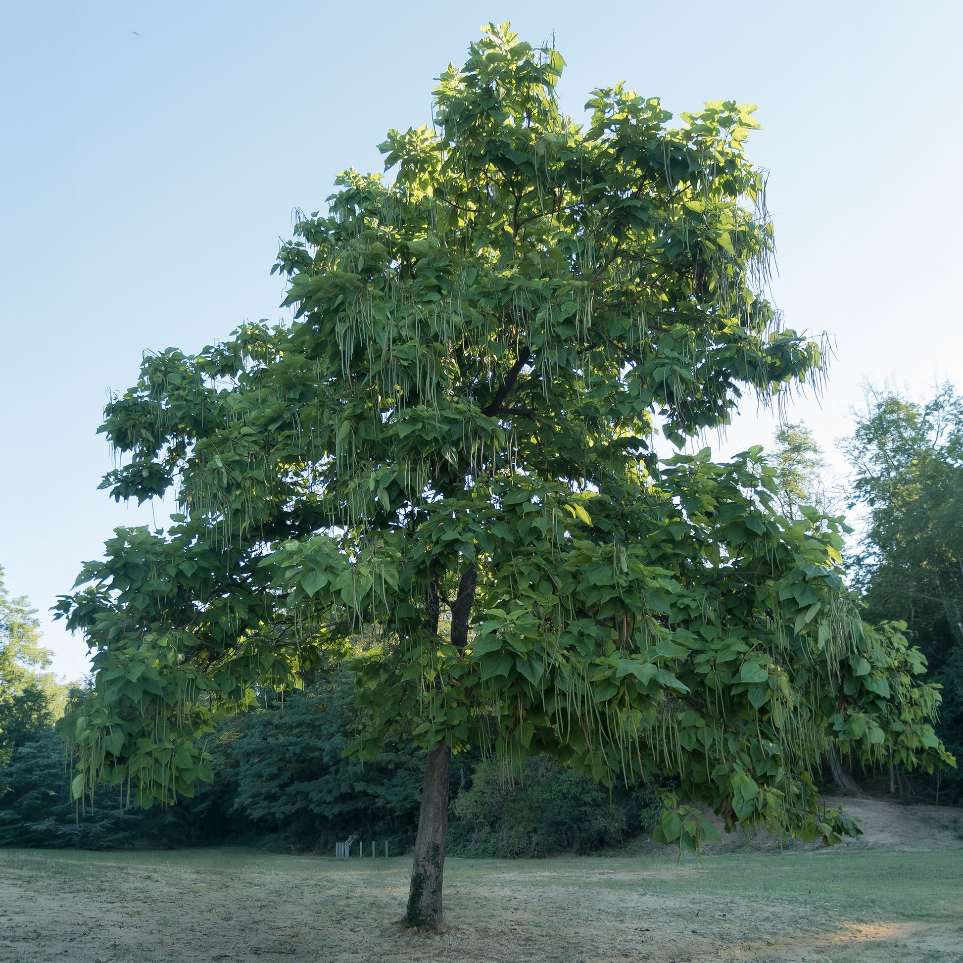 Verkoop Catalpa - Trompetboom - Catalpa