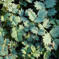 Acaena buchananii - Stekelnootje - Vaste planten