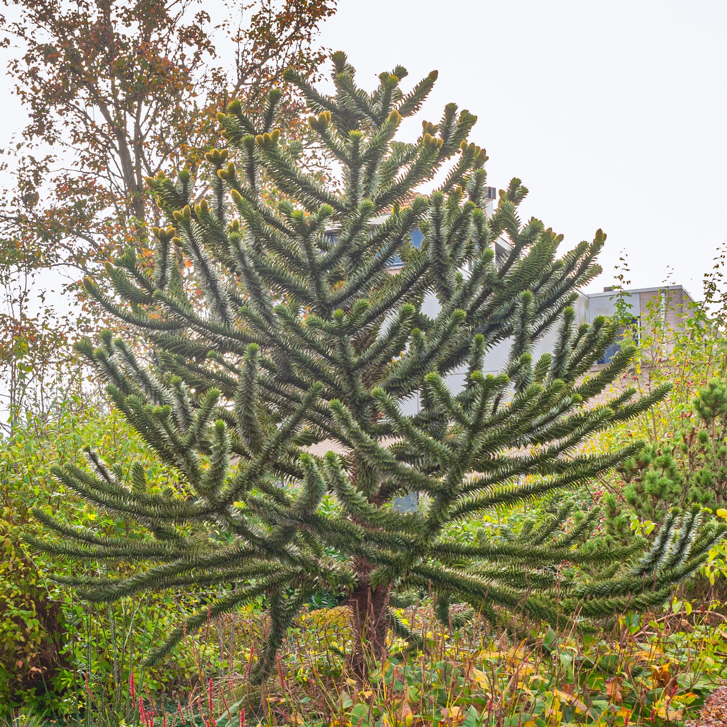 Araucaria - Slangenden (Araucaria)